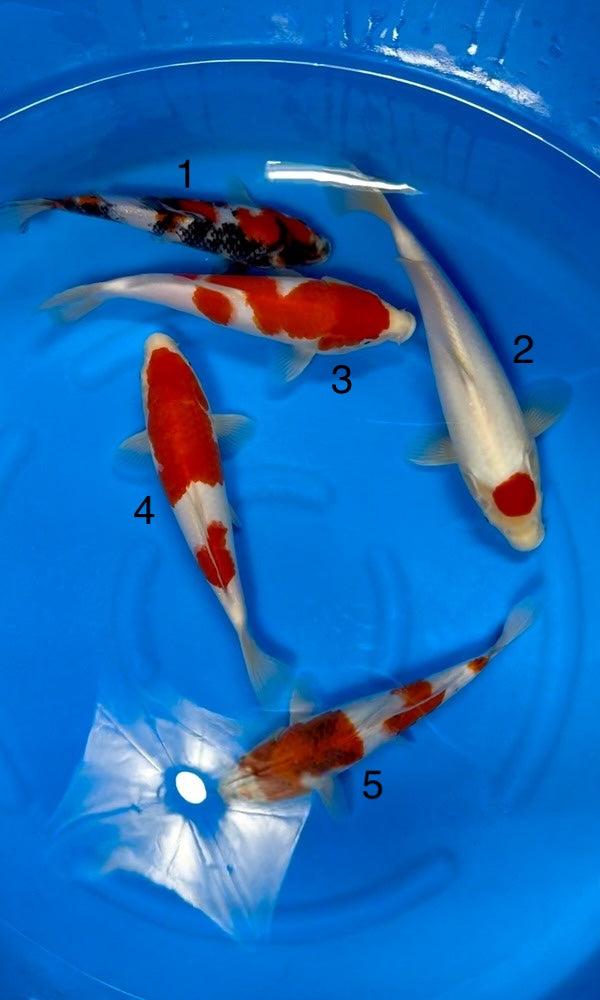 (I10) 10-12" Isa Gosanke Jumbo Tosai Mix