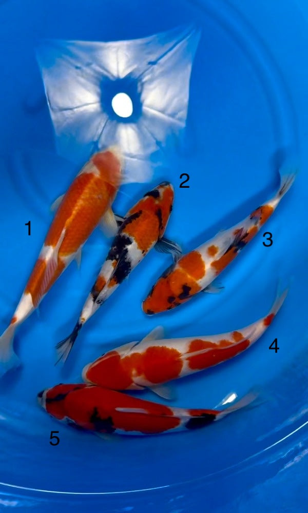 (I14) 10-12" Isa Gosanke Jumbo Tosai Mix