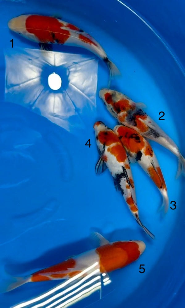 (I15) 10-12" Isa Gosanke Jumbo Tosai Mix