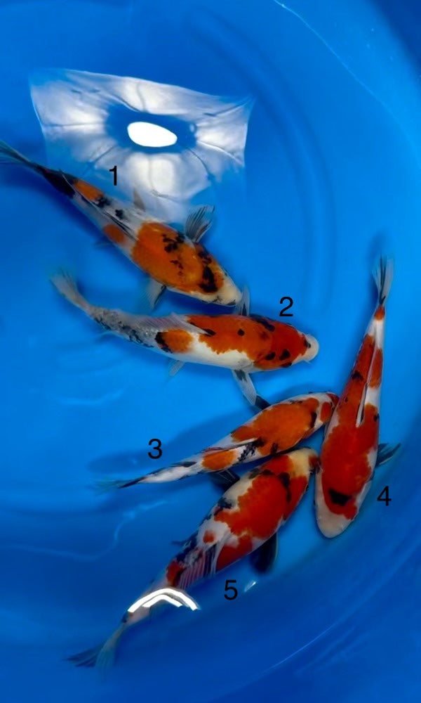 (I16) 10-12" Isa Gosanke Jumbo Tosai Mix