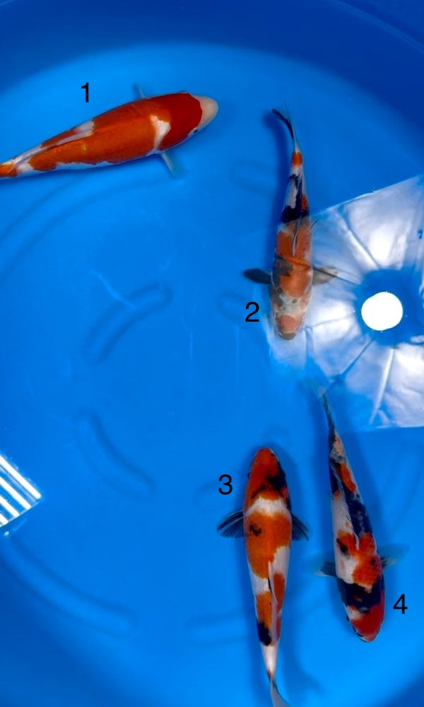 (I17) 10-12" Isa Gosanke Jumbo Tosai Mix
