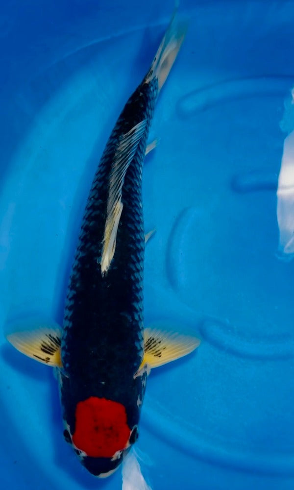 (K89) 22" Koda Kuro Tancho Goshiki (Black Type)