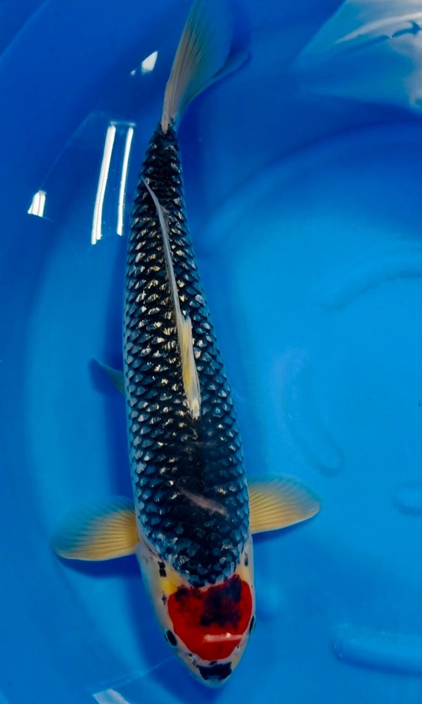(K90) 23" Koda Ginrin Tancho Goshiki