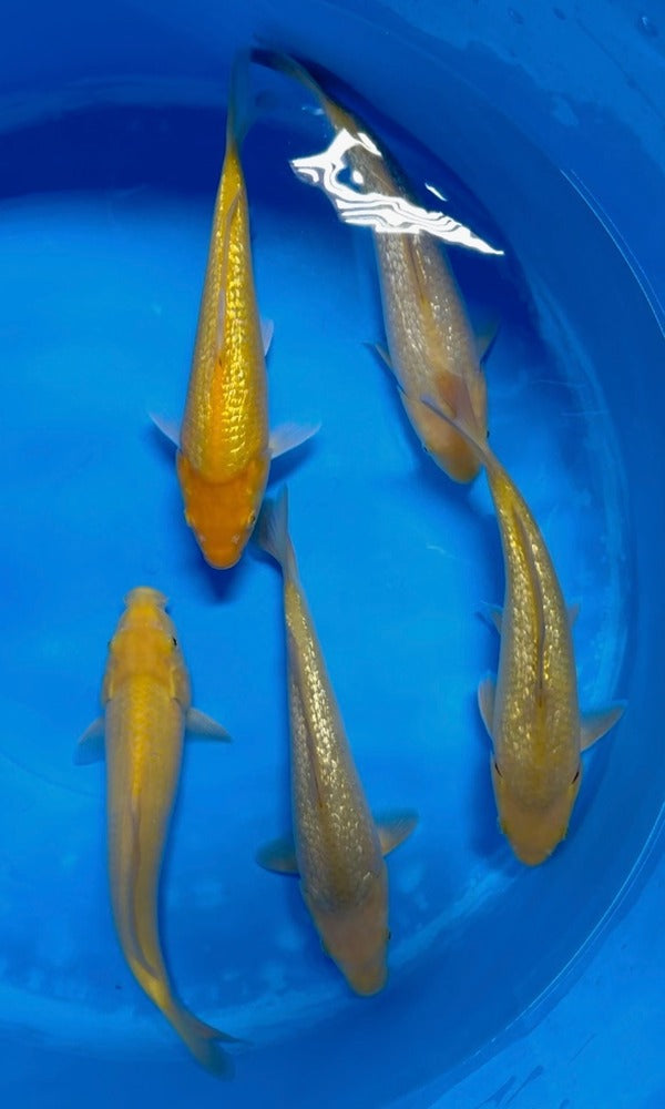 (D25) 10-12" Dainichi Yellow Monkey Ginrin Karashigoi Tosai