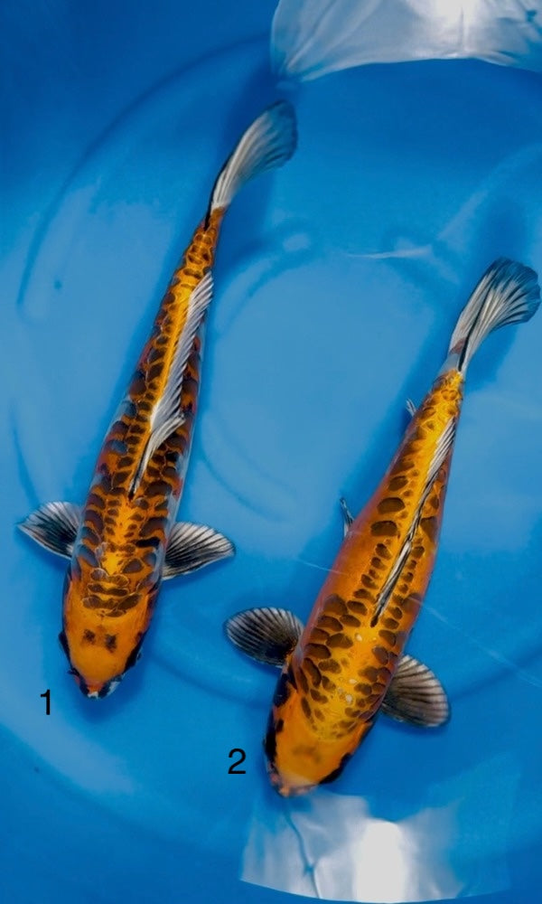 (OZ01) 15" Ozumi "Red Dragon" Aragoke