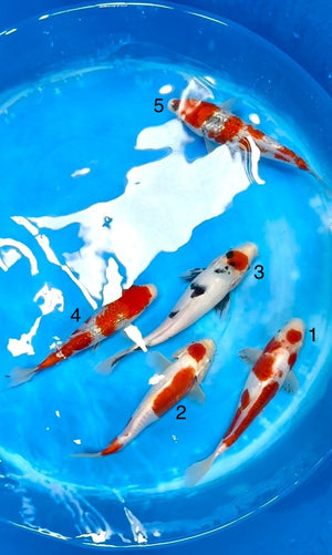 (K73) *Bundle Deals* 9-11" Koda Assortment Tosai