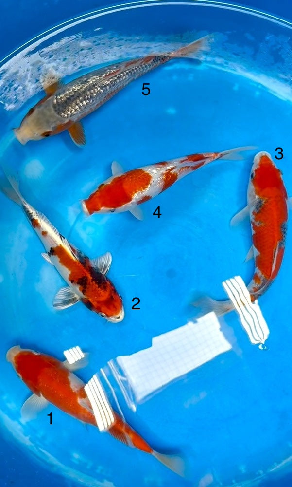 (K74) *Bundle Deals* 9-11" Koda Assortment Tosai