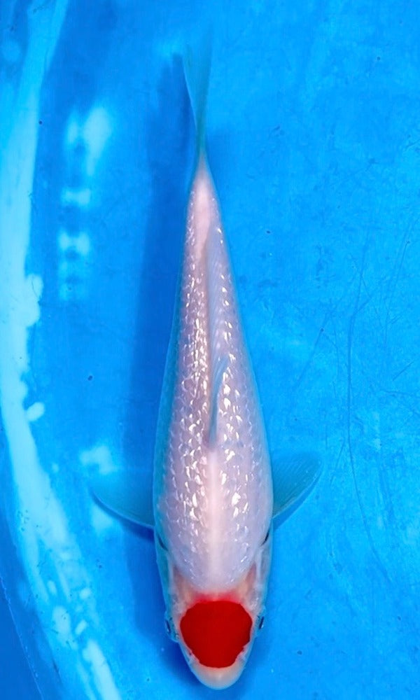 (OA01) 5.75" Ooya Ginrin Tancho