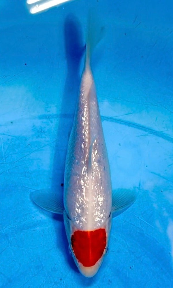 (OA11) 5.75" Ooya Ginrin Tancho