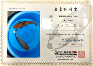 (O48) 24-25" Omosako Ochiba