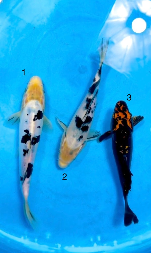 (K93) 7-8" Koda Bekko, Doitsu Shiro Bekko, & Kawarigoi Tosai