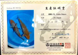 (O49) 23" Omosako Green Chagoi