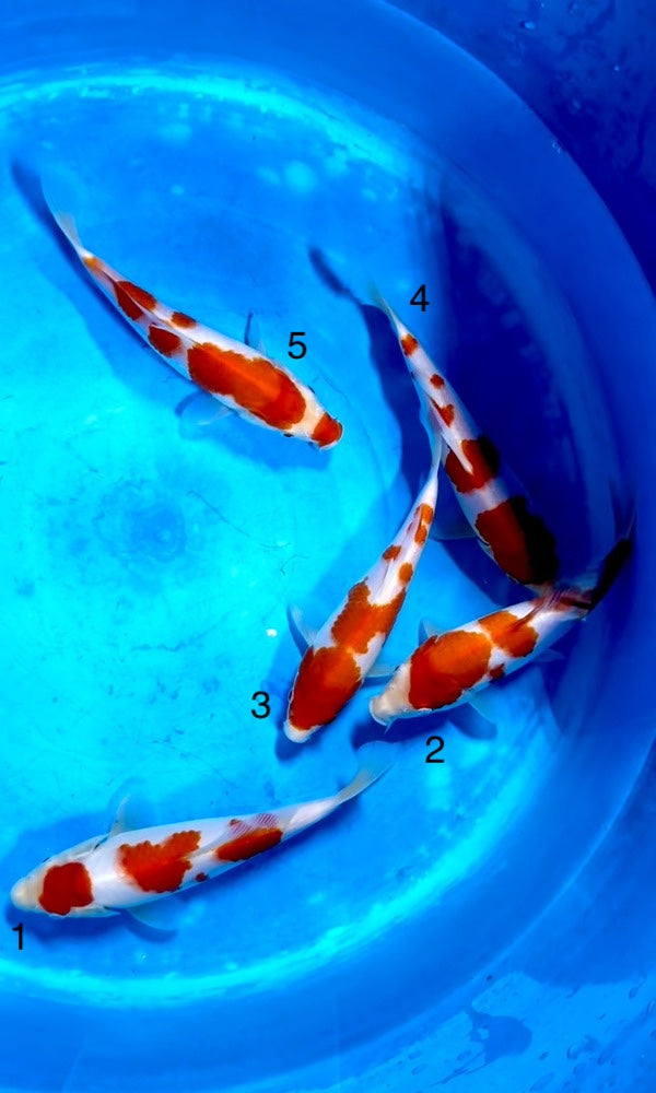 (SA21) 8-10" Saito Kohaku
