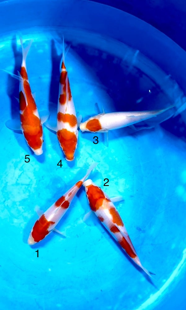 (SA24) 8-10" Saito Kohaku & Tancho Kohaku