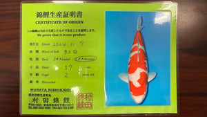 (MU01) 23" Murata Kohaku