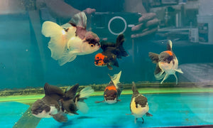 4-4.5" TL Thai Oranda Goldfish