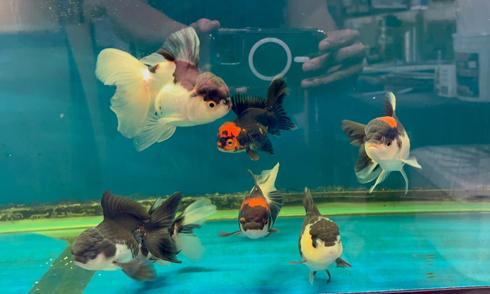 4-4.5" TL Thai Oranda Goldfish