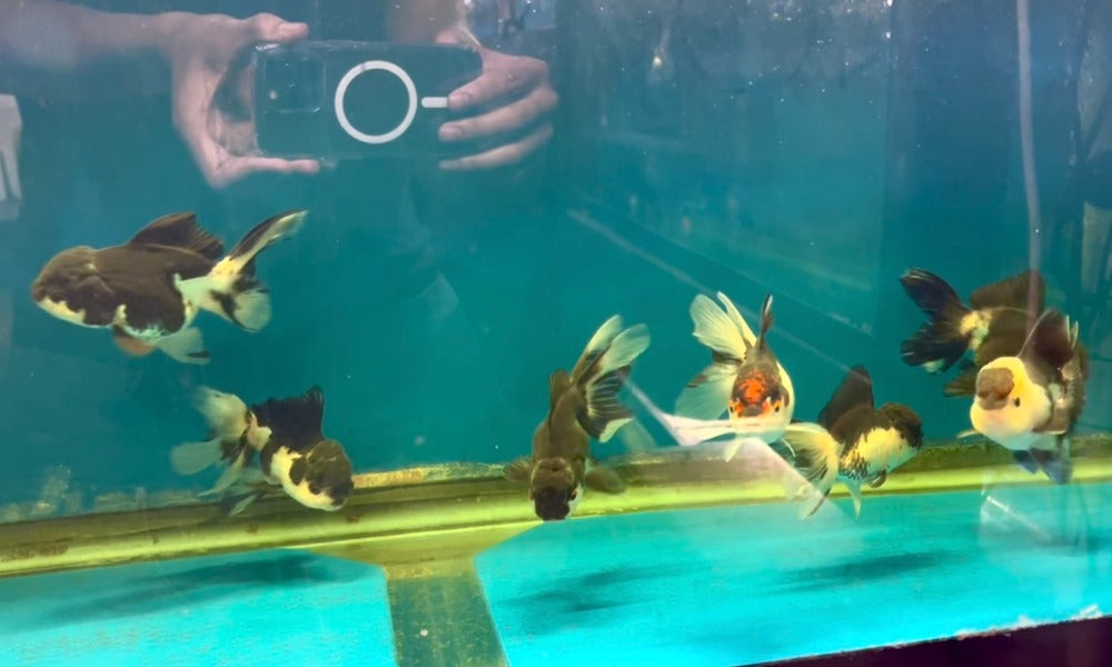 4-4.5" TL Thai Oranda Goldfish
