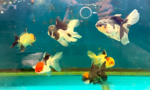 4-4.5" TL Thai Oranda Goldfish