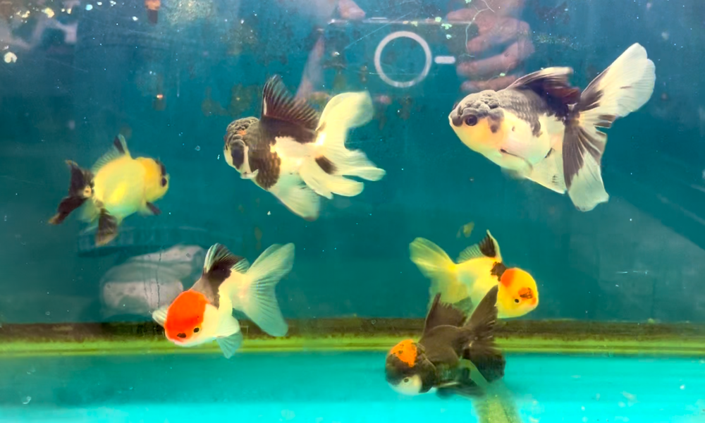 4-4.5" TL Thai Oranda Goldfish
