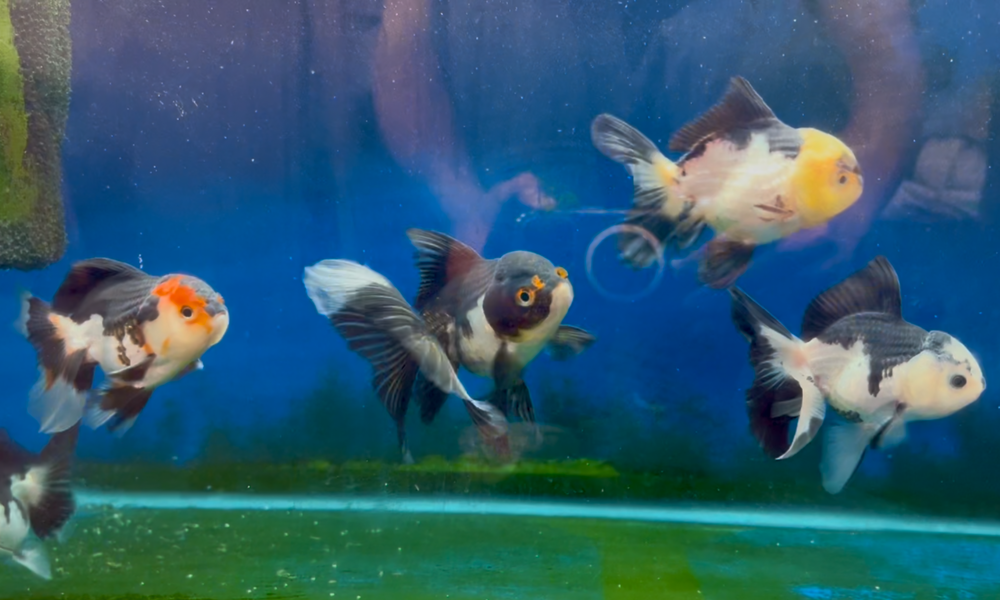 4-4.5" TL Thai Oranda Goldfish