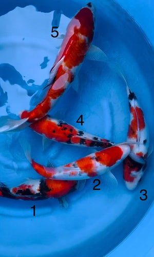 (G12) Koi Assortment