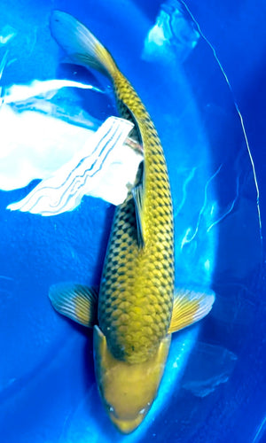 (O49) 23" Omosako Green Chagoi