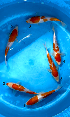 IMG_3833_1_ed771efa-34c1-4445-