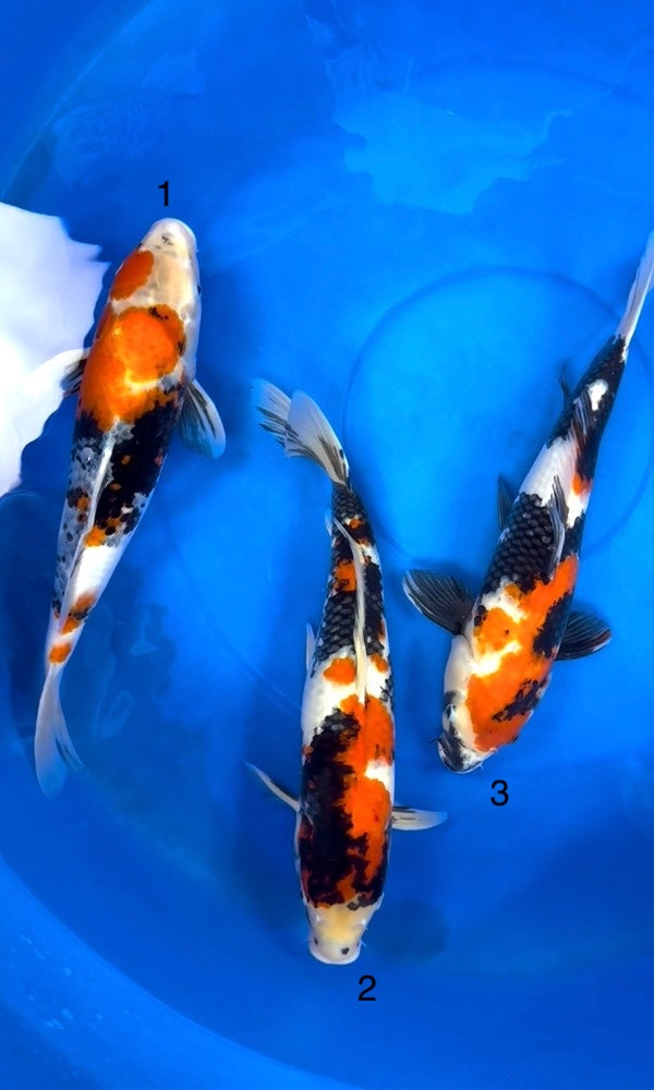 (D30) *CLEARANCE* 20-22" Dainichi Showa