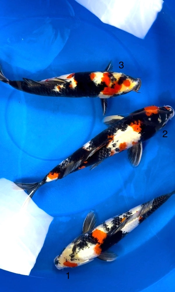 (D31) *CLEARANCE* 18-22" Dainichi Showa