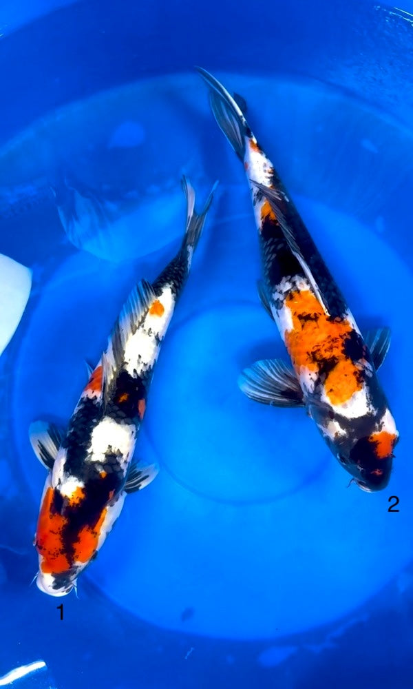 (D29) *CLEARANCE* 22-24" Dainichi Showa