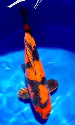 (SH09) 19-20" Shinoda Hi Utsuri