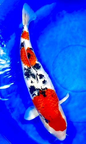 (MAR13) 32" Marudo Sanke