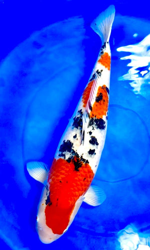 (MAR13) 32" Marudo Sanke