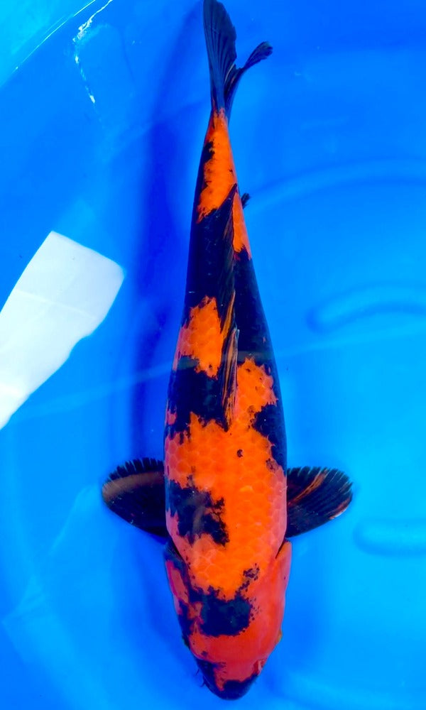 Koi Fish: 20