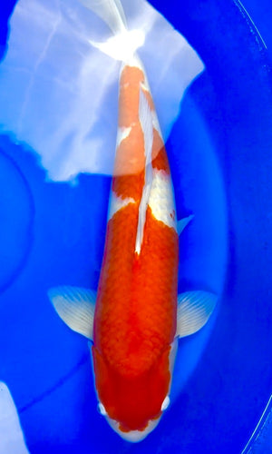 (TA20) 31-32” Taniguchi Kohaku