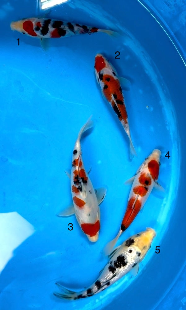 (S46) 6-9" Sakai Co. Ltd Gosanke Tosai