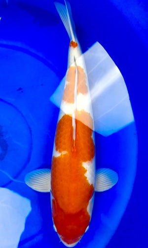 (TA21) 30” Taniguchi Kohaku