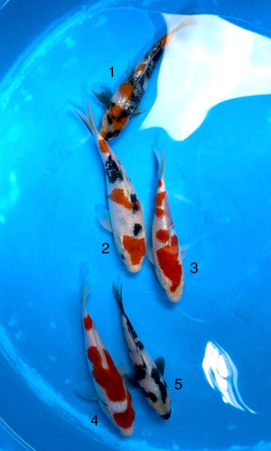 (S48) 6-9" Sakai Co. Ltd Gosanke Tosai