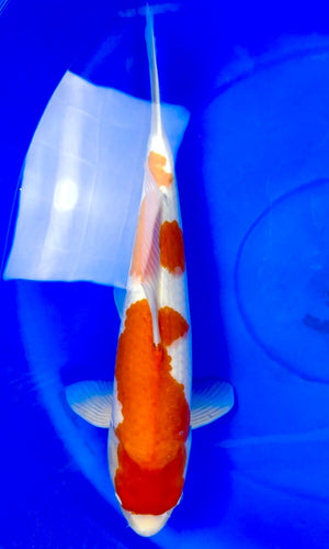 (TA22) 29” Taniguchi Kohaku