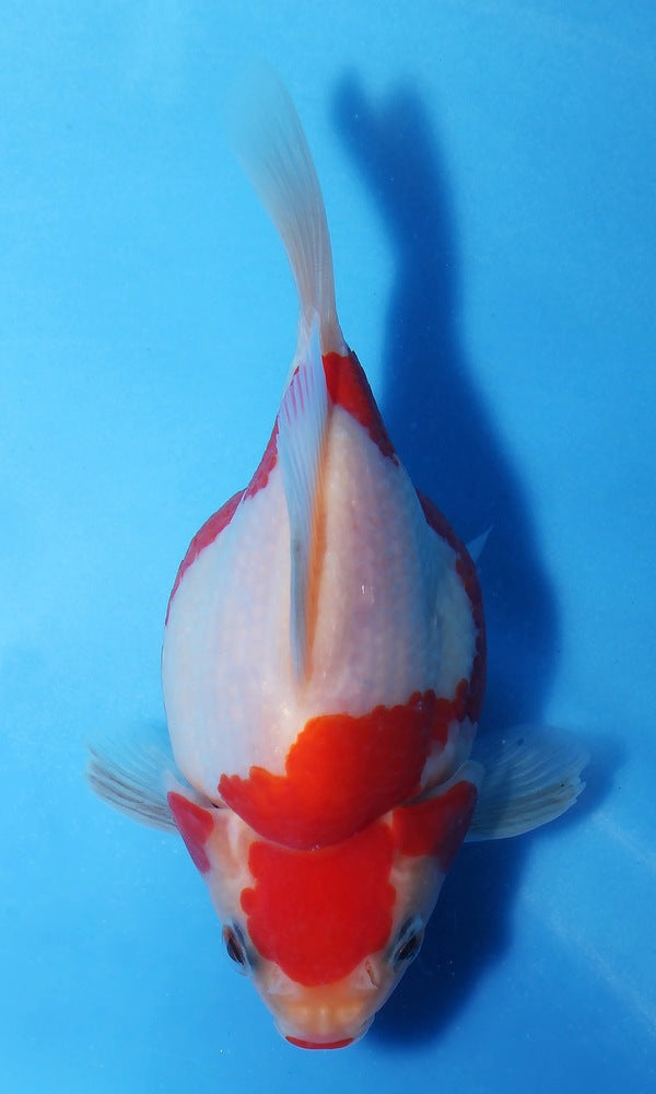 Goldfish: 4.5-6