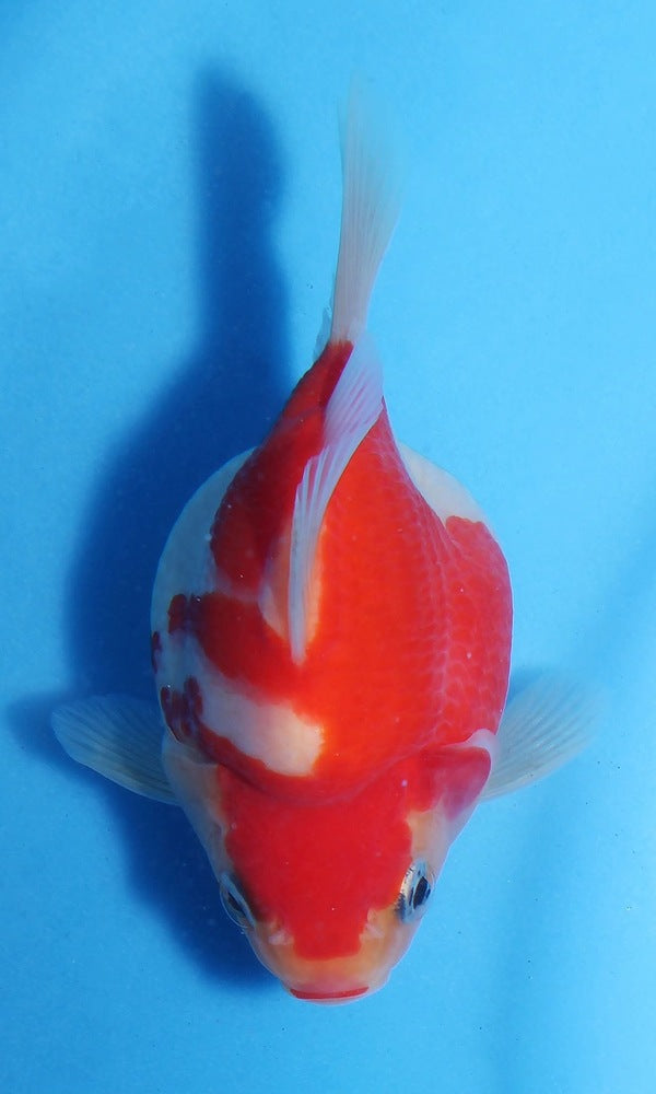 (G24) 4.5-6" TL Japanese Tamasaba
