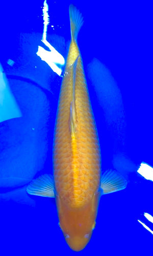(Y02) 22" Yagenji Karashigoi