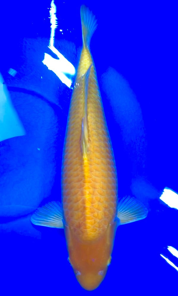 (Y02) 22" Yagenji Karashigoi