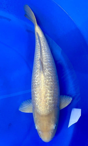 (MARU2) 24" Marusei Ginrin Karashigoi