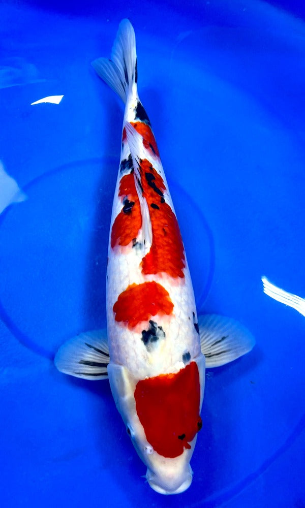 (HI02) 24" Himitsu Sanke