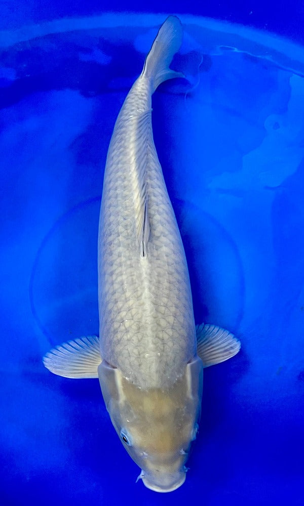 (MARU13) 25" Marusei Chagoi
