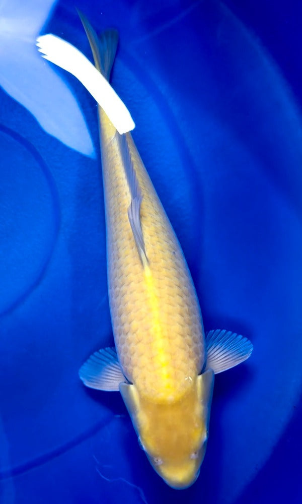 (Y03) 20" Yagenji Karashigoi