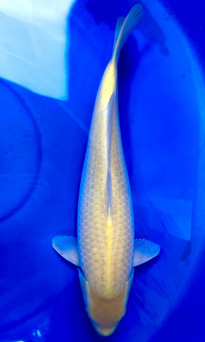 (Y03) 20" Yagenji Karashigoi