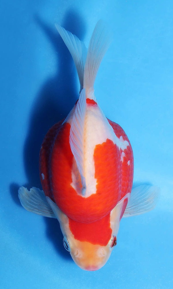 (G3) 6" TL Japanese Tamasaba | Highest Quality